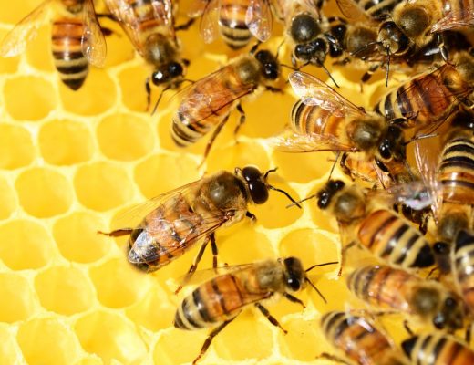 Le parrainage d'une colonie d'abeille