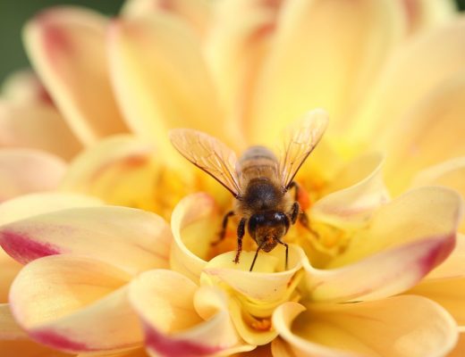 La gelée royale pure, un trésor de la nature !